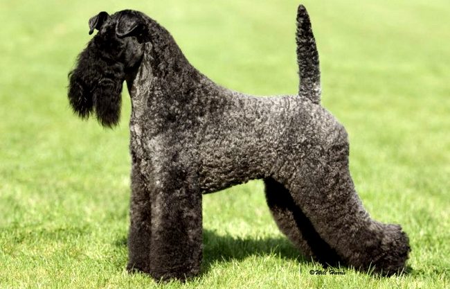 kerry blue terrier charakterystyka i pielęgnacja