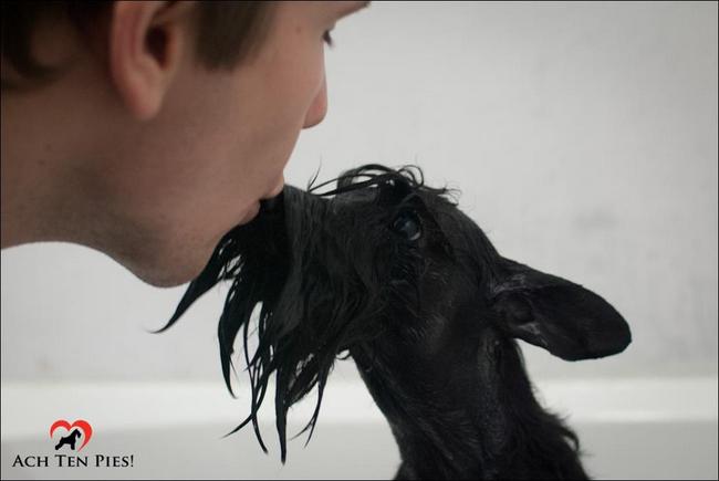 sznaucer charakterystyka i pielęgnacja