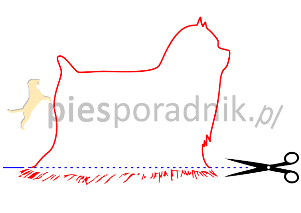 Maltańczyk charakterystyka i pielęgnacja
