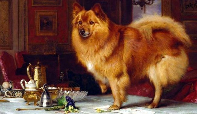 pomeranian charakterystyka i pielęgnacja