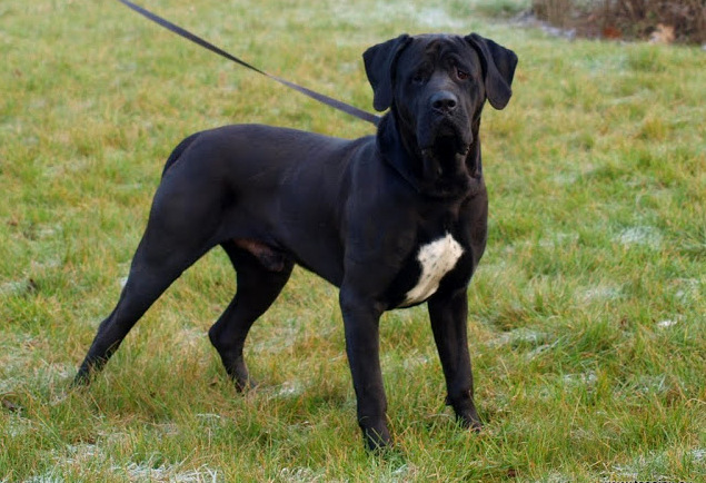 tosa inu charakterystyka i pielęgnacja