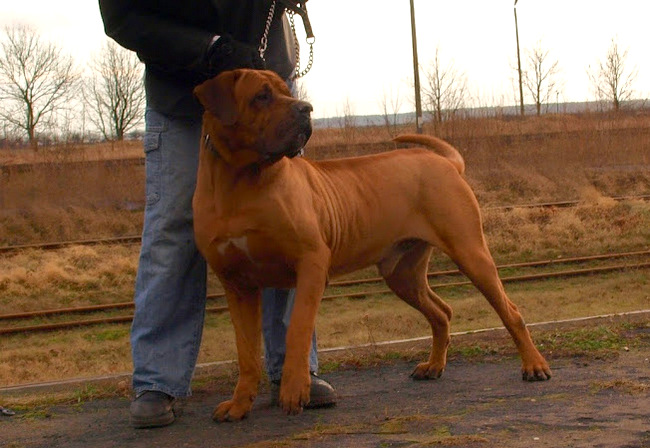 tosa inu charakterystyka i pielęgnacja 