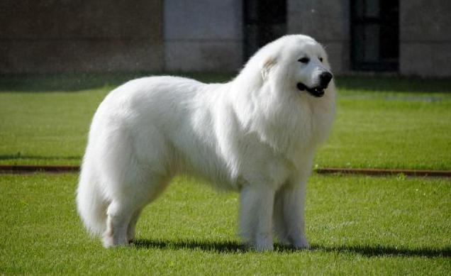 pirenejski pies górski charakterystyka i pielęgnacja