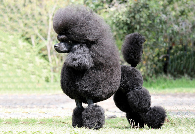 pudel charakterystyka i pielęgnacja