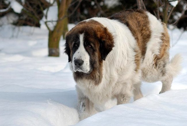 mastiff pirenejski charakterystyka i pielęgnacja
