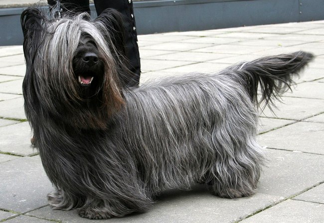 skye terrier charakterystyka i pielęgnacja