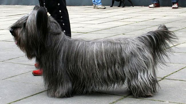 skye terrier charakterystyka i pielęgnacja