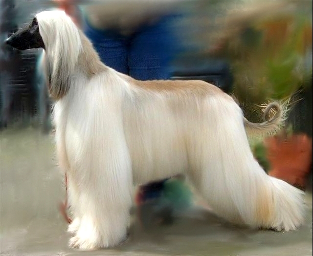 afgan charakterystyka i pielęgnacją