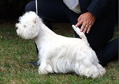 west highland white terrier charakterystyka i pielęgnacja
