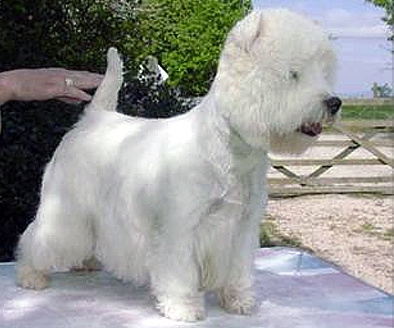 west highland white terrier charakterystyka i pielęgnacja