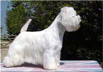 west highland white terrier charakterystyka i pielęgnacja