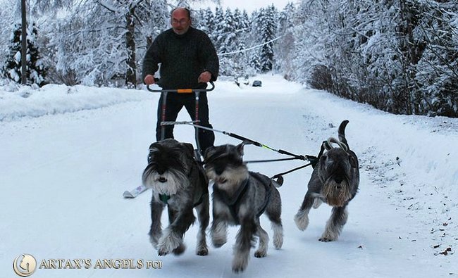 sznaucer średni charakterystyka i pielęgnacja