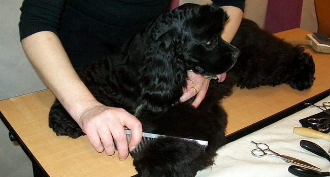 amerykański cocker spaniel charakterystyka i pielęgnacja