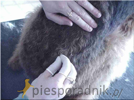 charakter i pielęgnacja