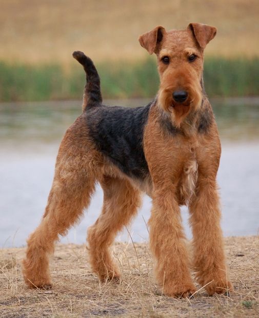 airedale terrier charakter i pielęgnacja
