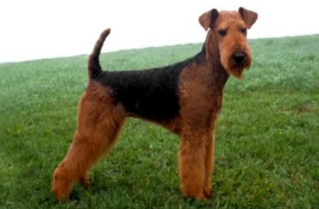Airedale terrier charakter i pielęgnacja