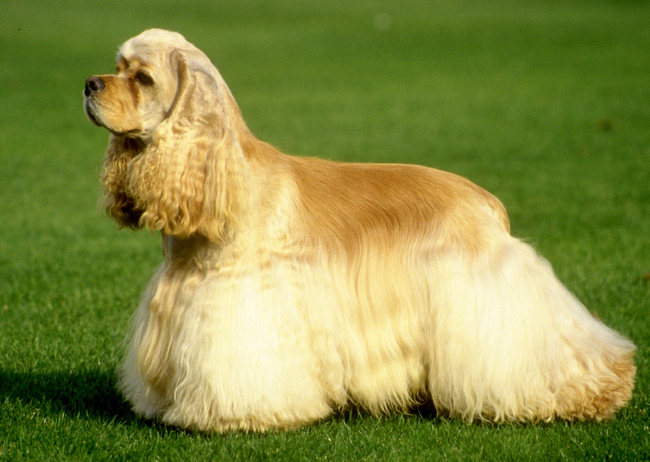 amerykański cocker spaniel charakterystyka i pielęgnacja