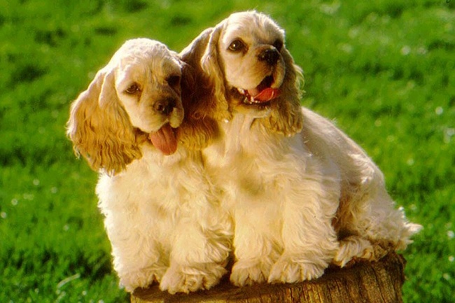 amerykański cocker spaniel charakterystyka i pielęgnacja
