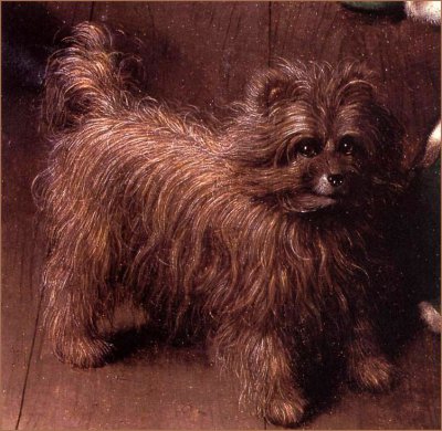 affenpinczer charakter i pielęgnacja