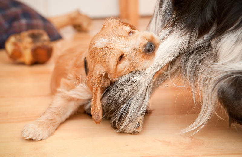 chart afgański charakter i pielęgnacja