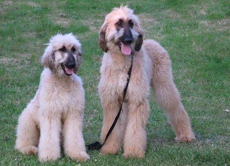 chart afgański charakter i pielśgnacja