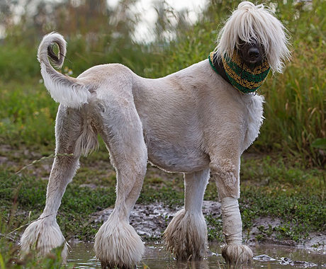 chart afgański charakter i pielęgnacja