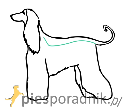 chart afgański charakter i pielęgnacja