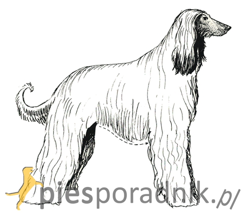 chart afgański charakter i pielęgnacja