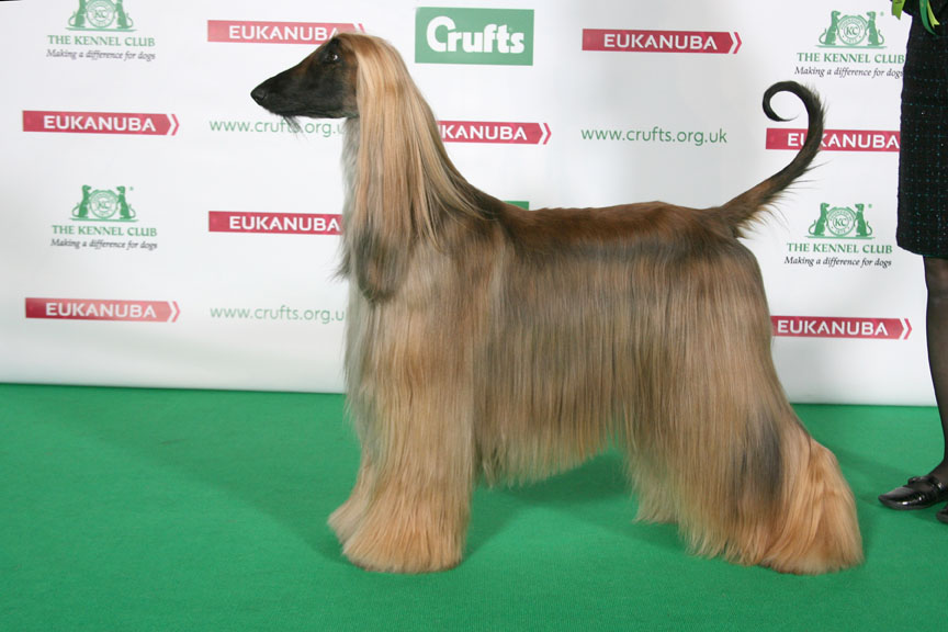 chart afgański charakter i pielęgnacja