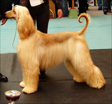 chart afgański charakter i pielęgnacja