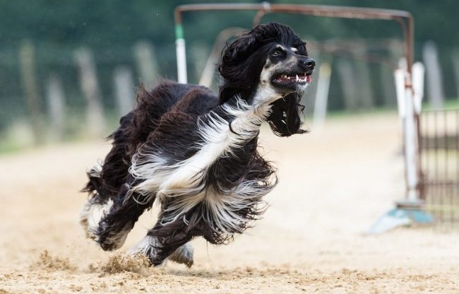 afgan charakterystyka i pielęgnacją