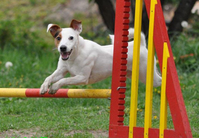Parson Russel terrier charakterystyka i pielęgnacja