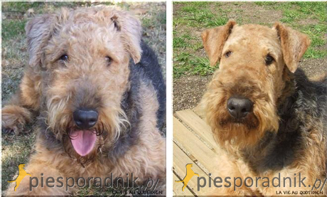 airedale terrier charakter i pielęgnacja