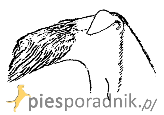 airedale terrier charakter i pielęgnacja