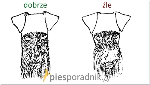 airedale terrier charakter i pielęgnacja