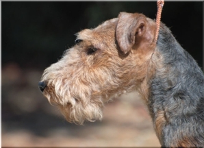 airedale terrier charakter i pielęgnacja