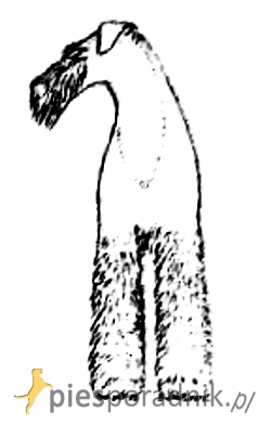 airedale terrier charakter i pielęgnacja