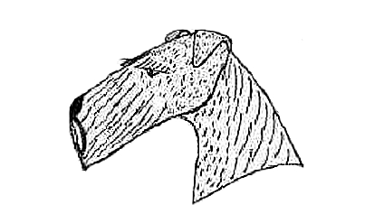 airedale terrier charakter i pielęgnacja