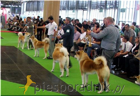 akita japońska charakter i pielęgnacja