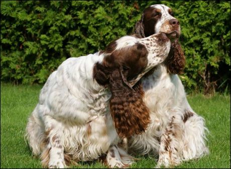 angielski springer spaniel charakterystyka pielęgnacja grooming