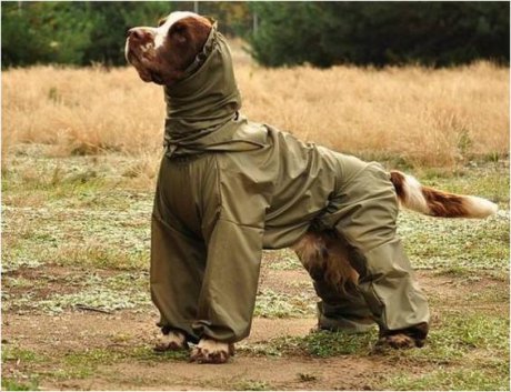 angielski springer spaniel charakterystyka pielęgnacja grooming