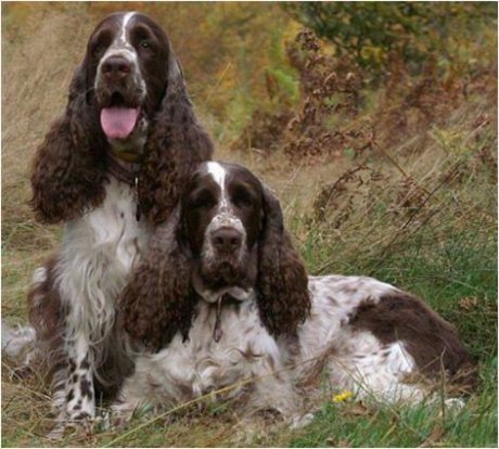 angielski springer spaniel charakterystyka pielęgnacja grooming