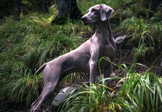 wyżeł weimarki charakterystyka i pielęgnacja