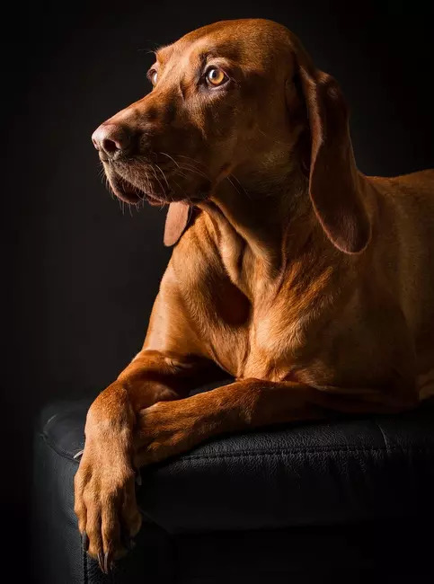 wyżeł węgierski charakterystyka i pielęgnacja