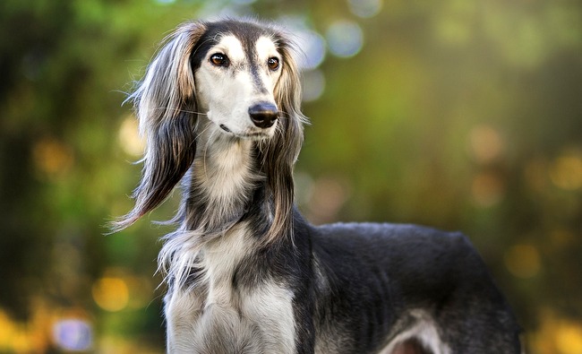 chart perski saluki charakterystyka i pielęgnacja