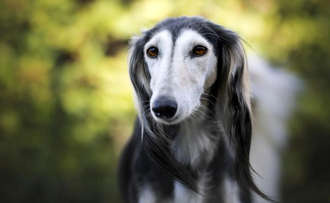 chart perski saluki charakterystyka i pielęgnacja