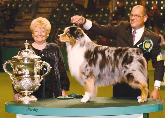 owczarek australijski charakterystyka i pielęgnacja