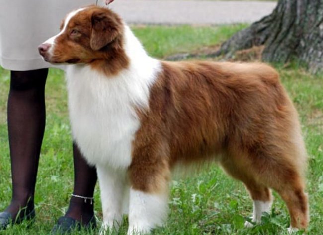 owczarek australijski charakterystyka i pielęgnacja