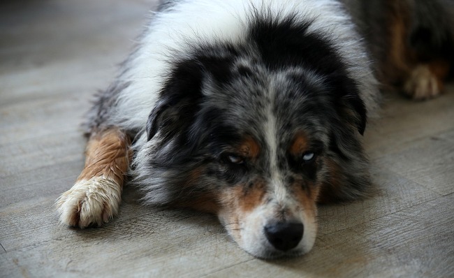 owczarek australijski charakterystyka i pielęgnacja