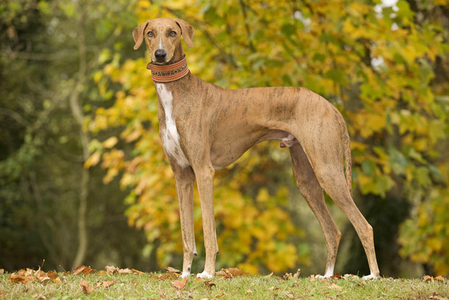 azawakh charakterystyka i pielęgnacja
